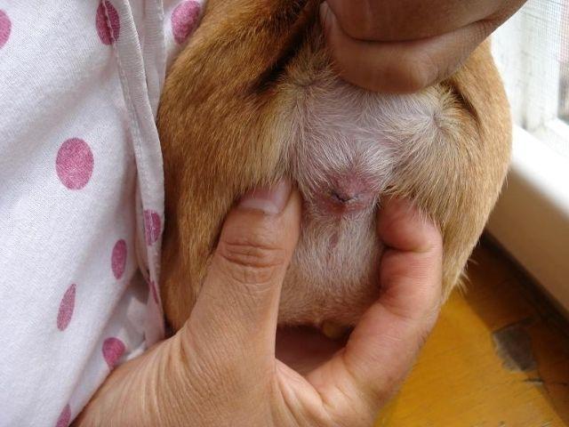 美卡犬要挤肛门:一直不给巴哥犬挤肛门腺会怎么样？