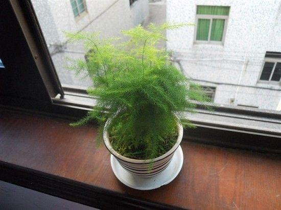 珍珠吊兰的图片:除了绿萝、吊兰，还有哪些室内好养的吊篮花卉？