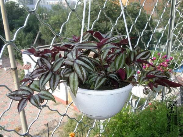 珍珠吊兰的图片:除了绿萝、吊兰，还有哪些室内好养的吊篮花卉？