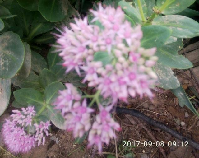 起坟有什么讲究,过年了你们家乡上坟有什么讲究？