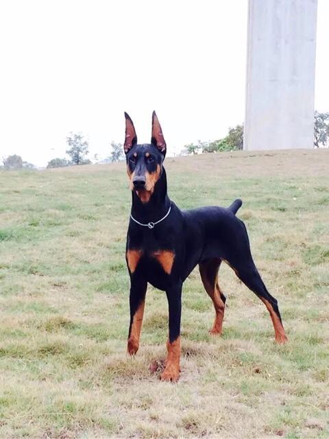 杜宾犬图片:为什么越来越多的人喜欢杜宾犬？