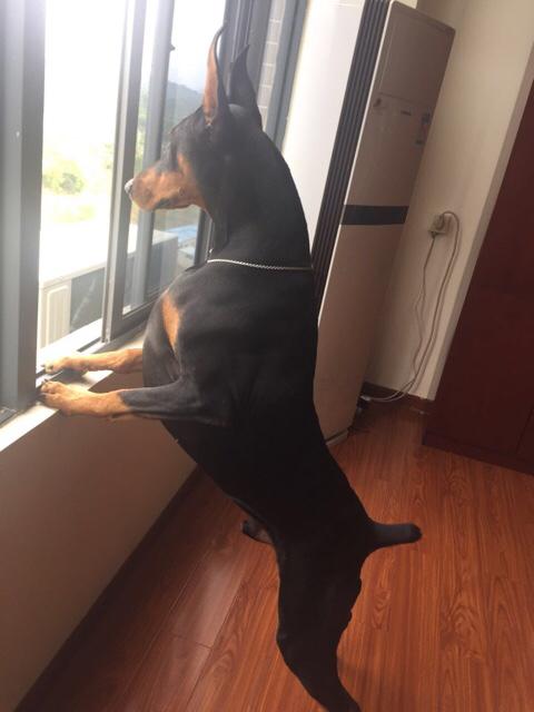 杜宾犬图片:为什么越来越多的人喜欢杜宾犬？