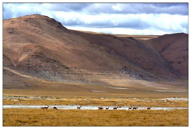 头条问答 - 羌塘地区的概况如何?(10个回答)