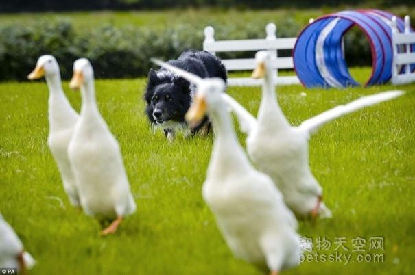 贝生吉犬怎么训练:贝生吉犬幼犬 泰迪几岁开始训练效果最好？
