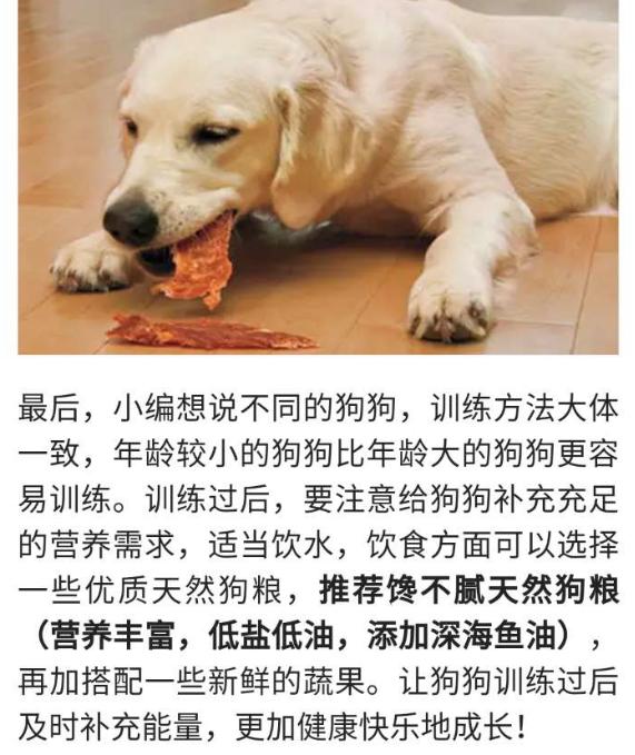 奇异宠物大型:有哪些大型犬聪明，忠诚，勇敢。最好可塑性好的？