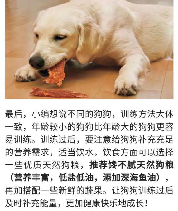 挤奶喂狗全集在线观看:养一只大型犬是一种什么体验？