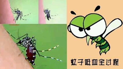 头条问答 为什么黑花蚊子和普通蚊子不同 10个回答