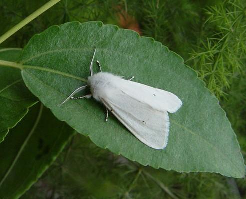 头条问答 - 唐山市区最近白天飞的小白虫是美国白蛾吗?