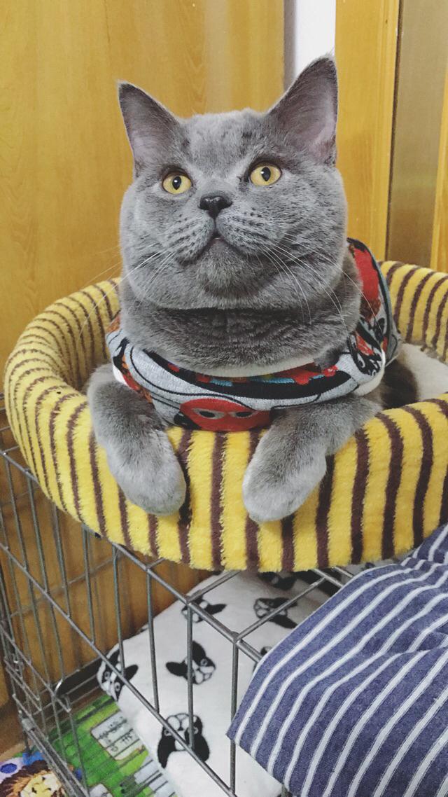 打小猫:老猫打小猫，该怎么制止？