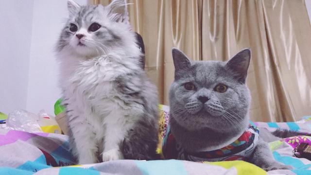 打小猫:老猫打小猫，该怎么制止？
