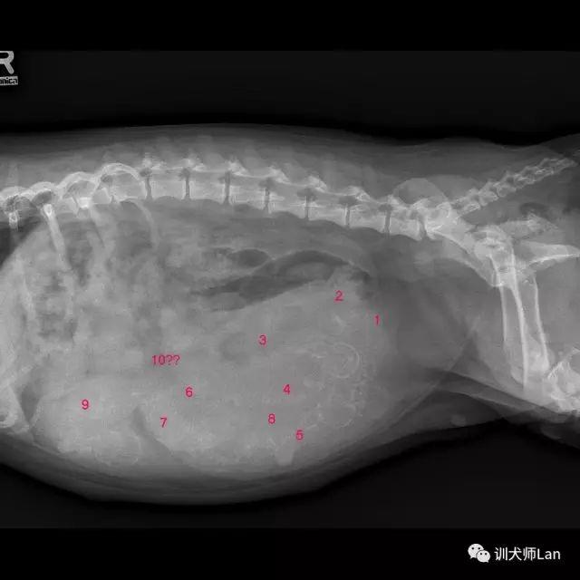 犬饲先生养狗记优酷:养狗之后，你觉得什么人最讨厌？ 电影犬饲先生养狗记免费在线观看