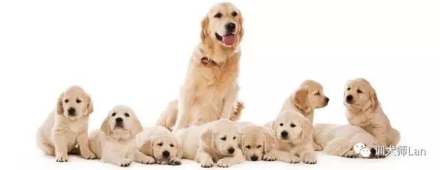 犬饲先生养狗记优酷:养狗之后，你觉得什么人最讨厌？ 电影犬饲先生养狗记免费在线观看