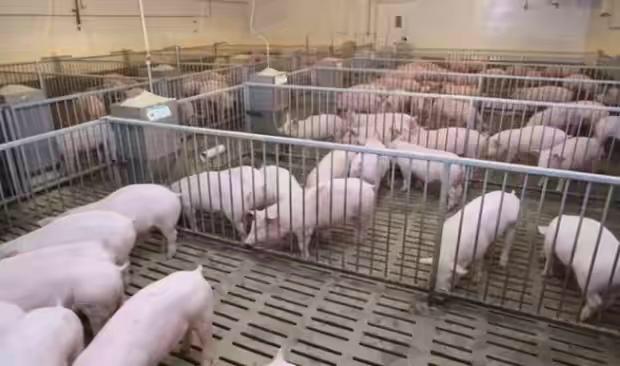 阿诺泰兔预混料:猪场如何正确选择预混料品种？