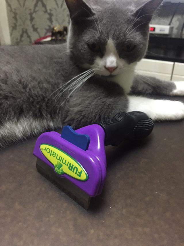 体内猫宠物医疗用品:猫咪排毛膏主治什么?猫咪去毛膏有必要吃吗？ 宠物医院治疗猫滴虫