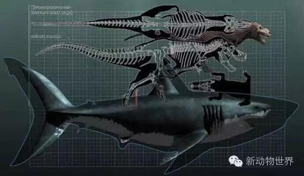 霸王龙的未解之谜，史前噬人巨齿鲨是一种什么动物，为什么连霸王龙都给跪了