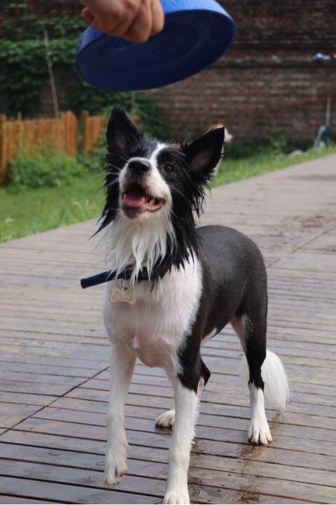 养一条世界公认智商最高的边境牧羊犬是一种怎样的体验？插图11