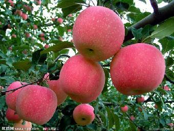 陕西有名的苹果有哪些，陕西哪个地方的苹果最好吃，最便宜