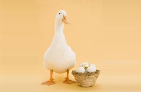 羊蛋和牛蛋哪个更壮阳，吃鸭蛋营养好还是鸡蛋营养好