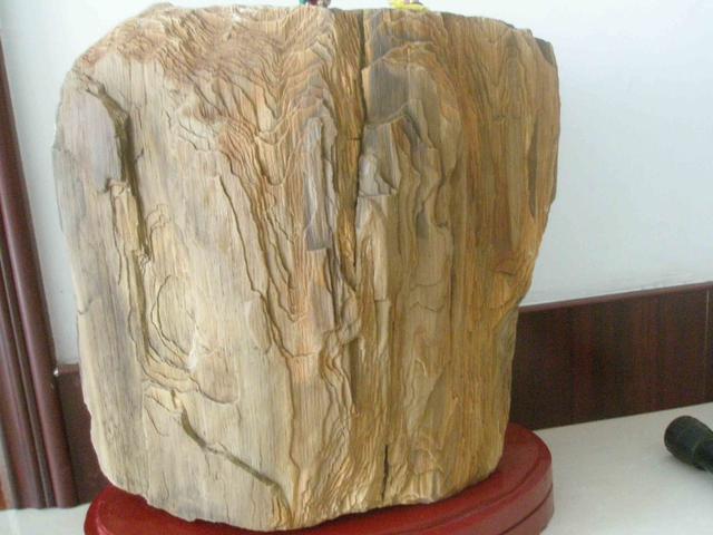 头条问答 - 什么是木化石?(87个回答)