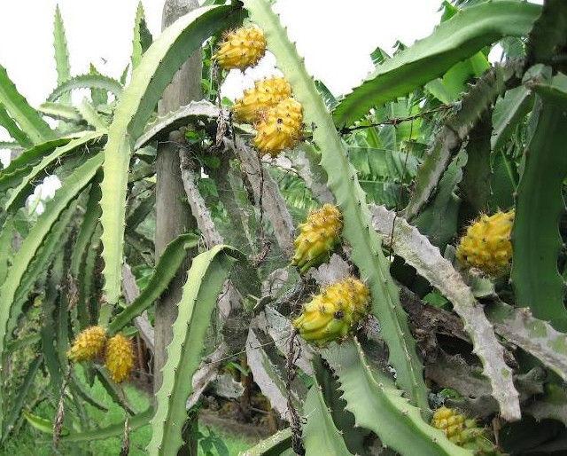 红龙果:红龙果的营养与功效 火龙果是外来的水果品种嘛？