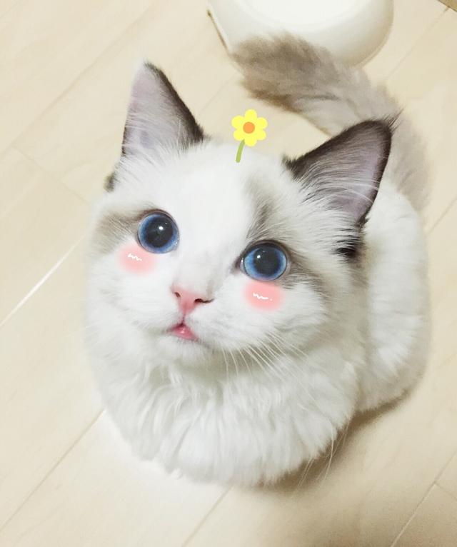 泰国宠物猫的品种及价格:一只布偶猫大约什么价位？ 泰国宠物猫的品种及价格