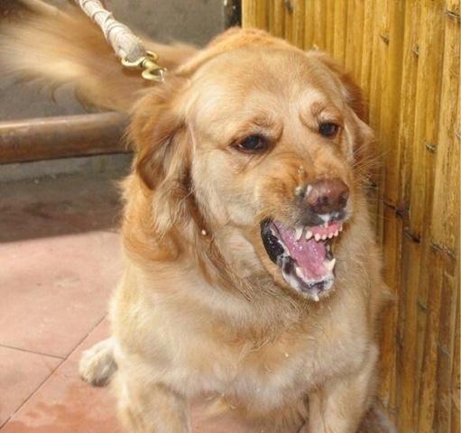 拉布拉多犬服从性怎么样，金毛、拉布拉多等品种的狗狗真的没有攻击力吗