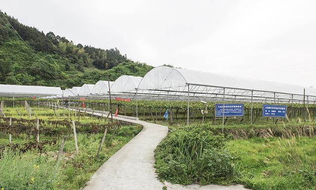 南方葡萄种植技术大全:南方葡萄种植技术 葡萄苗栽种第一年的种植管理技术要点？