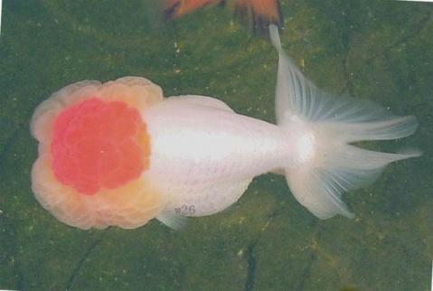 金鱼是鲫鱼杂交的吗，普通金鱼颜色变成白色的了，是怎么回事