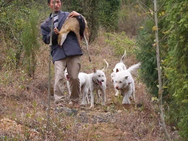 大丹狗哪里有卖的:“下司犬”这种猎犬哪里有？打猎怎么样？