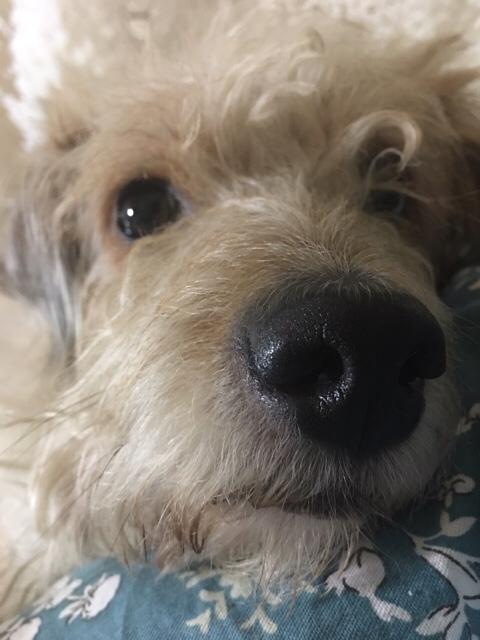 救助犬的遗言完整版:朋友救助流浪狗缺钱找我“献爱心”，婉拒后导致友尽，我错了吗？