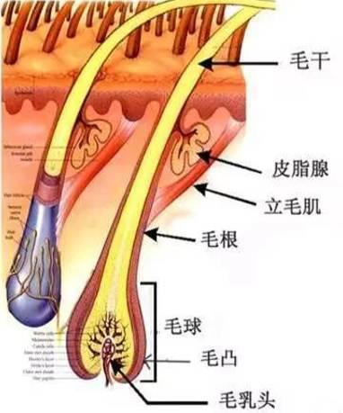 头条问答 为什么一个毛囊里会长两三根毛 8个回答