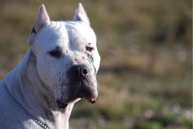 北京纯种苏格兰牧羊犬犬舍:苏州苏格兰牧羊犬出售 养一只大型犬是一种什么体验？