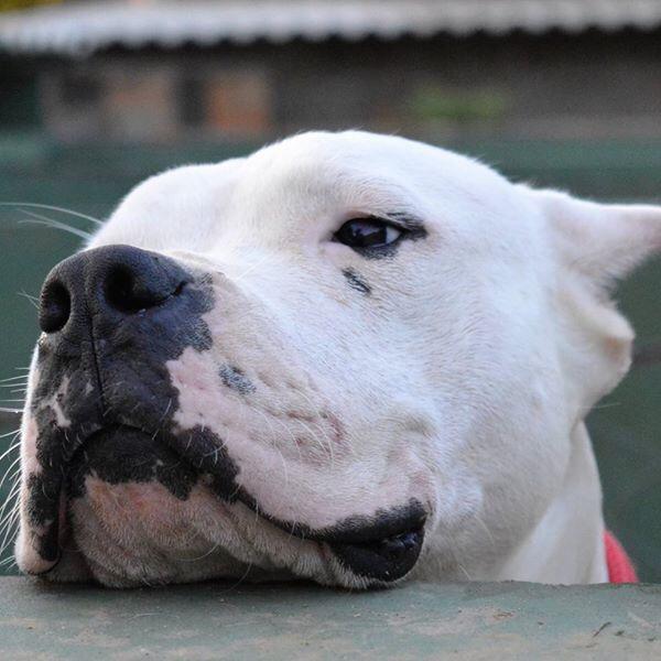 北京纯种苏格兰牧羊犬犬舍:苏州苏格兰牧羊犬出售 养一只大型犬是一种什么体验？