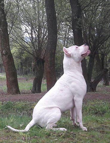 舟山斯巴达罗威纳犬舍官网:城市禁止养大型犬，那为什么还有人养金毛和藏獒？ 舟山斯巴达犬业罗威纳价格