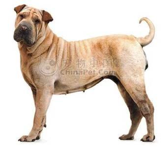 中国沙皮犬:什么狗狗肉多多的很可爱？