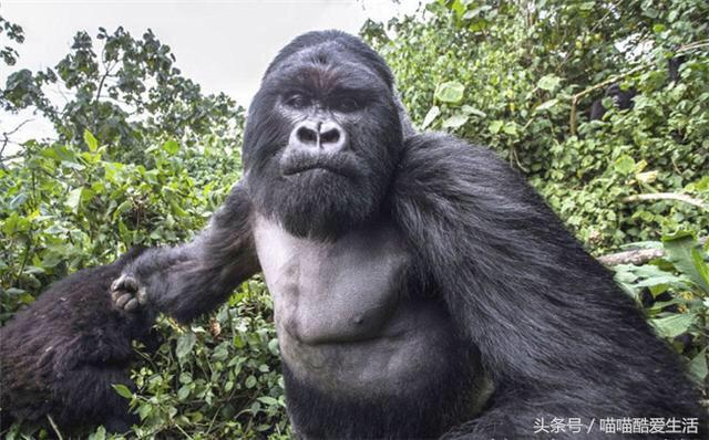 头条问答 - 大猩猩为什么喜欢拍胸脯?(7个回答)