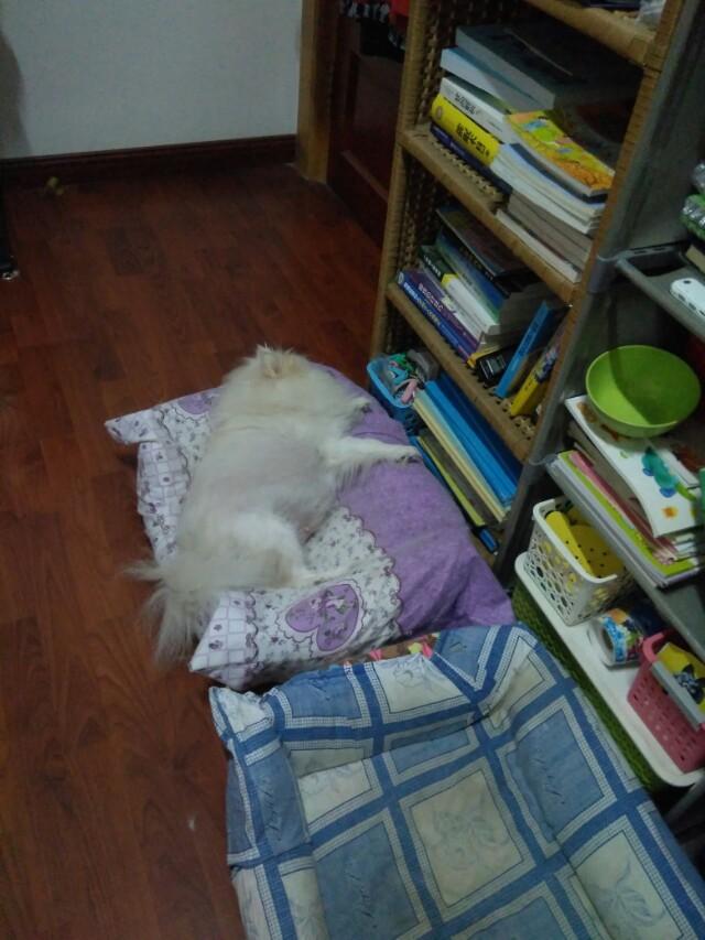 蝙蝠猫猫与超级狗狗:猫和狗打架、为什么猫那么厉害？