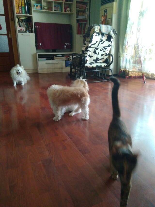 蝙蝠猫猫与超级狗狗:猫和狗打架、为什么猫那么厉害？