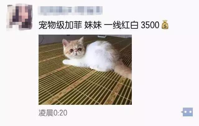 开宠物店赚钱吗:开一家宠物店大概要多少钱 越来越多人养宠物，宠物店是不是很赚钱？