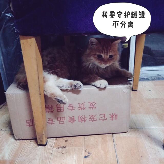 褴褛猫吧:网友养了只田园猫被养蓝猫的同学嫌弃，不是品种猫真的就差吗？