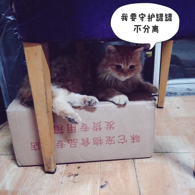 香港免费领养猫:香港免费领养猫狗 要不要收养小区的流浪猫？