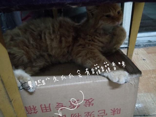 褴褛猫吧:网友养了只田园猫被养蓝猫的同学嫌弃，不是品种猫真的就差吗？