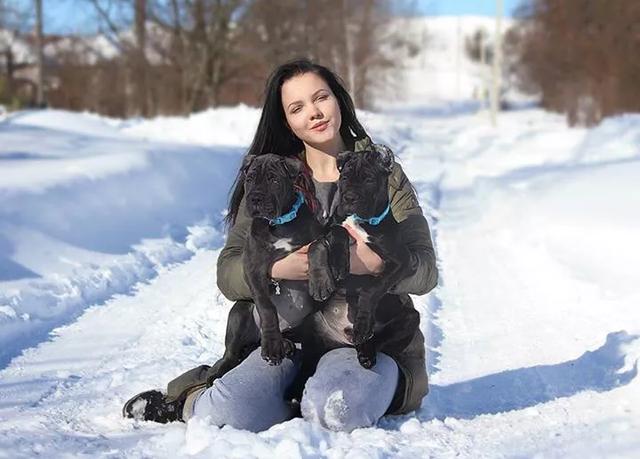 中小型短毛家庭护卫犬有哪几类:适合家养中小型短毛护卫犬 家里有儿童，适合养哪几种狗？