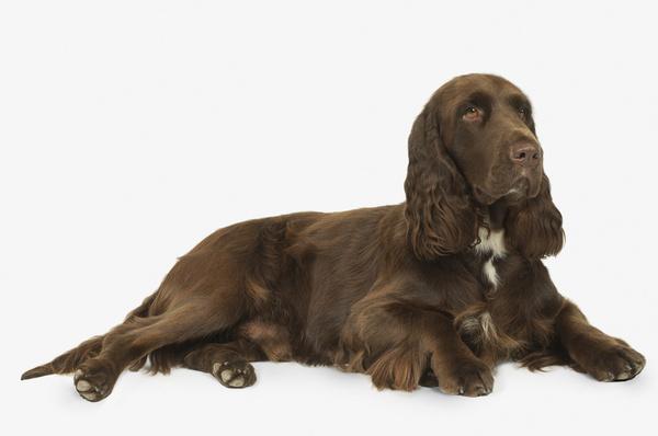 昆仑山脉犬和伯恩山犬:想要养一条大狗，陪伴宝宝一起成长。什么狗适合呢？ 中国昆仑山脉犬和伯恩山犬区别