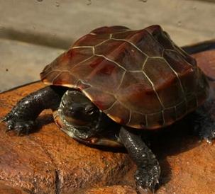 巴西龟腐甲病用什么药:乌龟烂壳病，背甲烂了一个米粒大小的洞，已经烂透了，怎么办？
