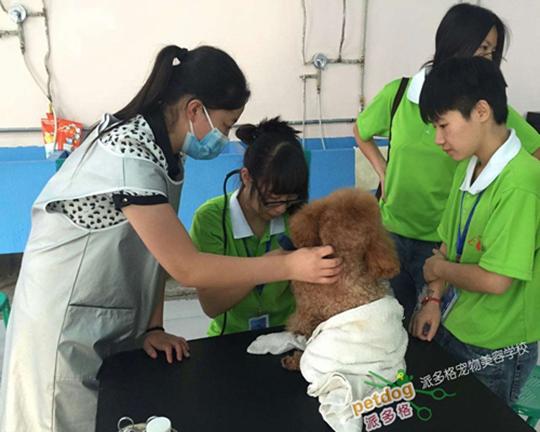 武汉宠物美容:武汉宠物美容培训机构 最近想学习宠物美容师了，武汉的那个派多格好吗？
