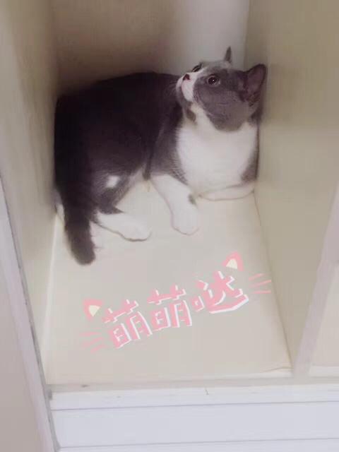 短尾猫能不能养:那些在路边捡的小猫咪可以带回家喂养吗？为什么？