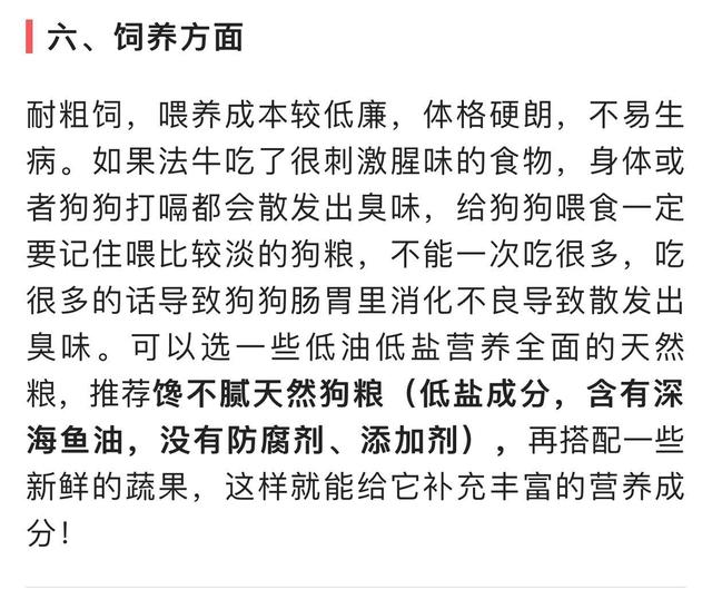 西班牙斗牛犬图片可爱:为什么有些人喜欢养法国斗牛犬？ 西班牙斗牛犬图片