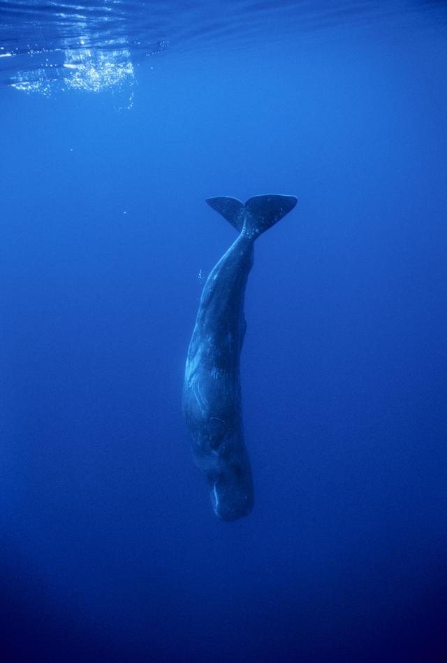 深海狮子鱼:马里亚纳海沟最深处有什么大型生物？