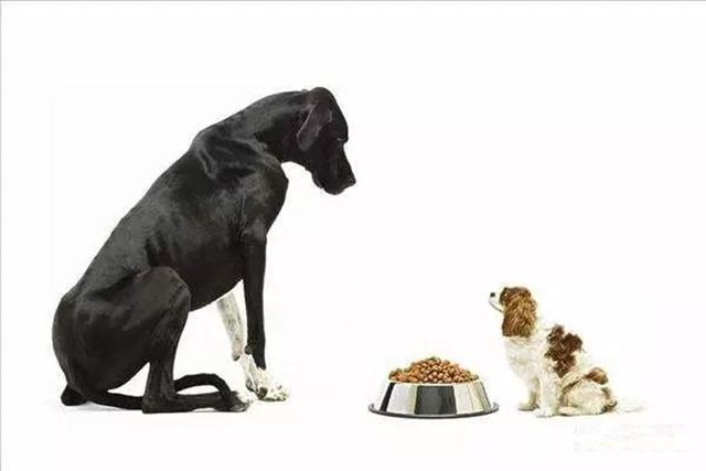 狗狗训练手册下载百度云:怎么训练狗狗不吃别人给的食物？